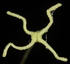 Oenothera engelmannii