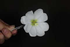 Oenothera engelmannii