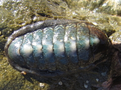Ischnochiton maorianus