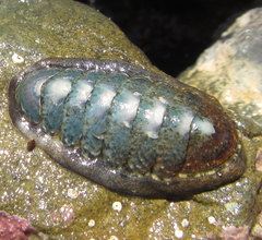 Ischnochiton maorianus