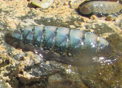 Ischnochiton maorianus