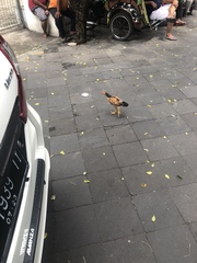 Gallus gallus domesticus