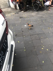 Gallus gallus domesticus