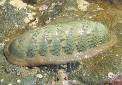 Ischnochiton maorianus