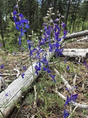 Delphinium sutherlandii