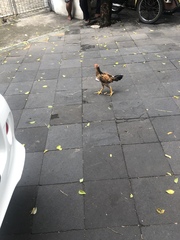 Gallus gallus domesticus