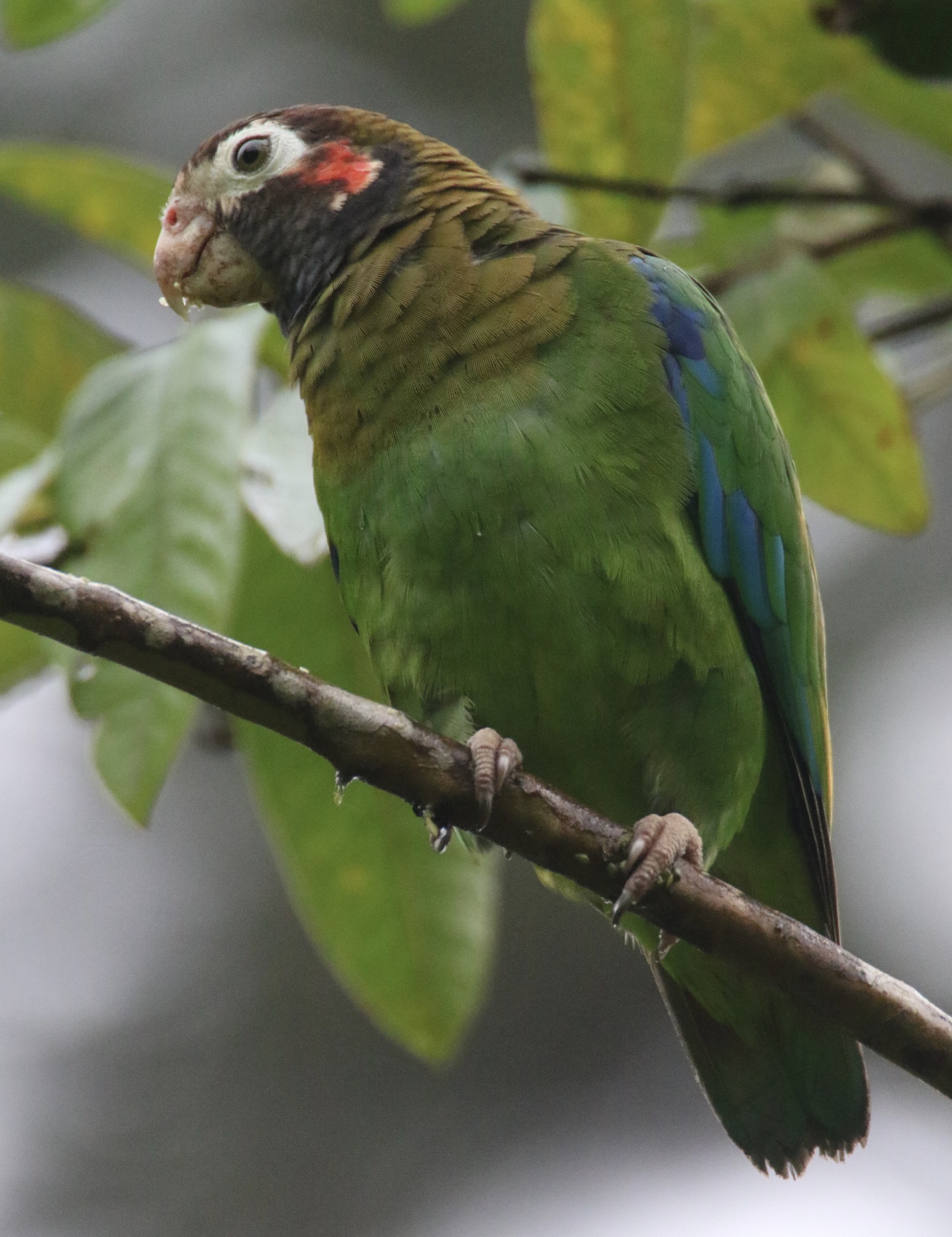 Brown-hooded Parrot (Pyrilia haematotis)