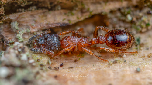 Leptothorax acervorum (Fabricius, 1793)