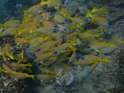 Bluestripe snapper