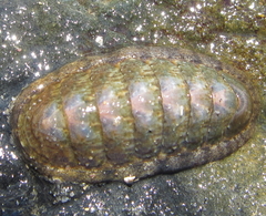 Ischnochiton maorianus