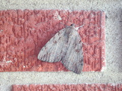 Catocala agrippina