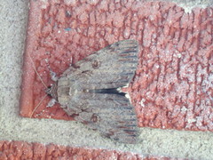 Catocala agrippina