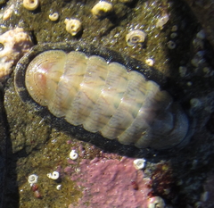 Ischnochiton maorianus