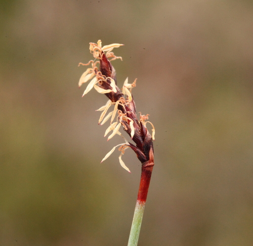 Machaerina juncea (R.Br.) T.Koyama