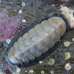 Ischnochiton maorianus