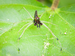 Lyssomanes temperatus
