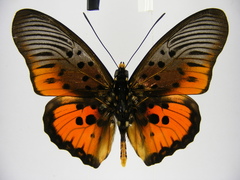 Pseudacraea boisduvalii boisduvalii