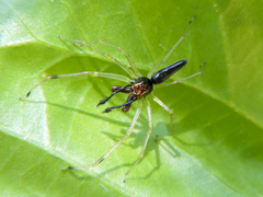 Lyssomanes temperatus