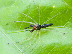 Lyssomanes temperatus