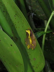 Dendropsophus arndti