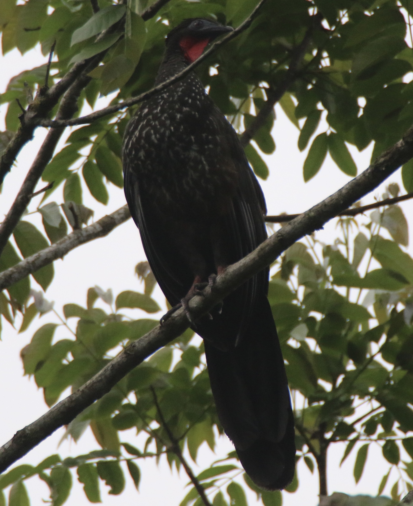 Crested Guan illustration