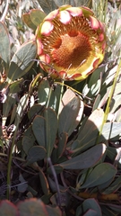 Protea effusa