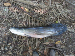 Arapaima gigas