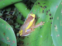 Dendropsophus arndti