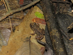 Leptodactylus petersii