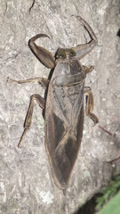 Lethocerus cordofanus