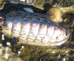 Ischnochiton maorianus