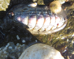 Ischnochiton maorianus