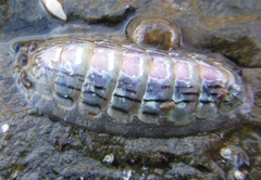 Ischnochiton maorianus