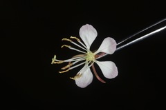 Oenothera cinerea