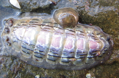 Ischnochiton maorianus