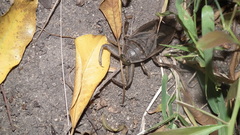 Lethocerus cordofanus