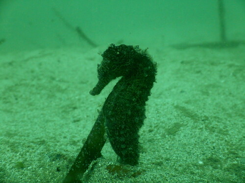 Spotted Seahorse