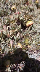 Protea effusa