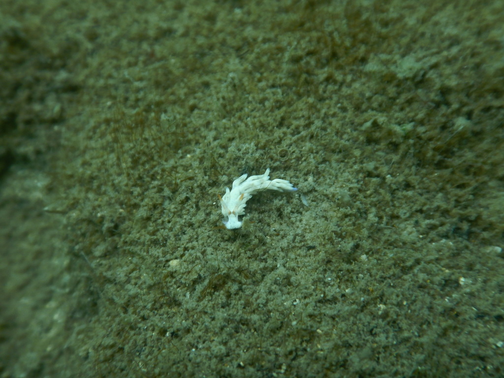 Tenellia nakapila