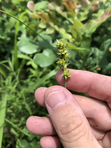 Carex muehlenbergii var. muehlenbergii