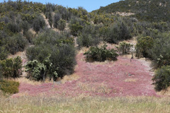 Chorizanthe douglasii
