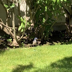 Aphelocoma californica