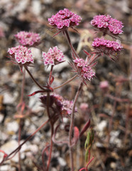 Chorizanthe douglasii