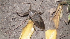 Lethocerus cordofanus