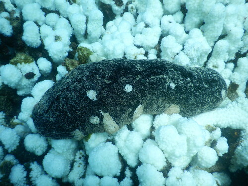 Black Teatfish