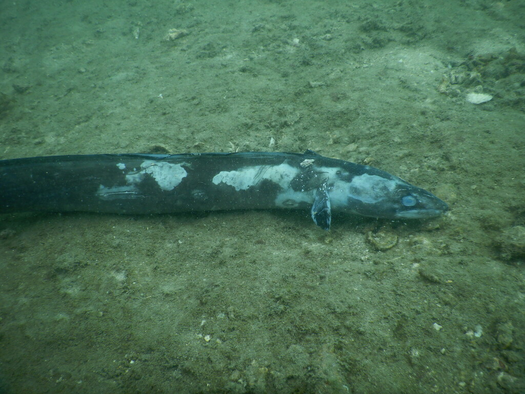 Longfin African conger