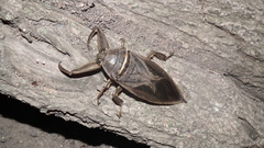 Lethocerus cordofanus
