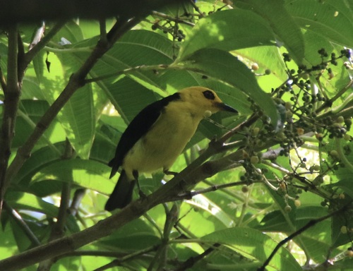 Black-and-yellow Tanager (Chrysothlypis chrysomelas), photo 10