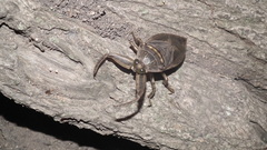 Lethocerus cordofanus