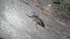 Lethocerus cordofanus